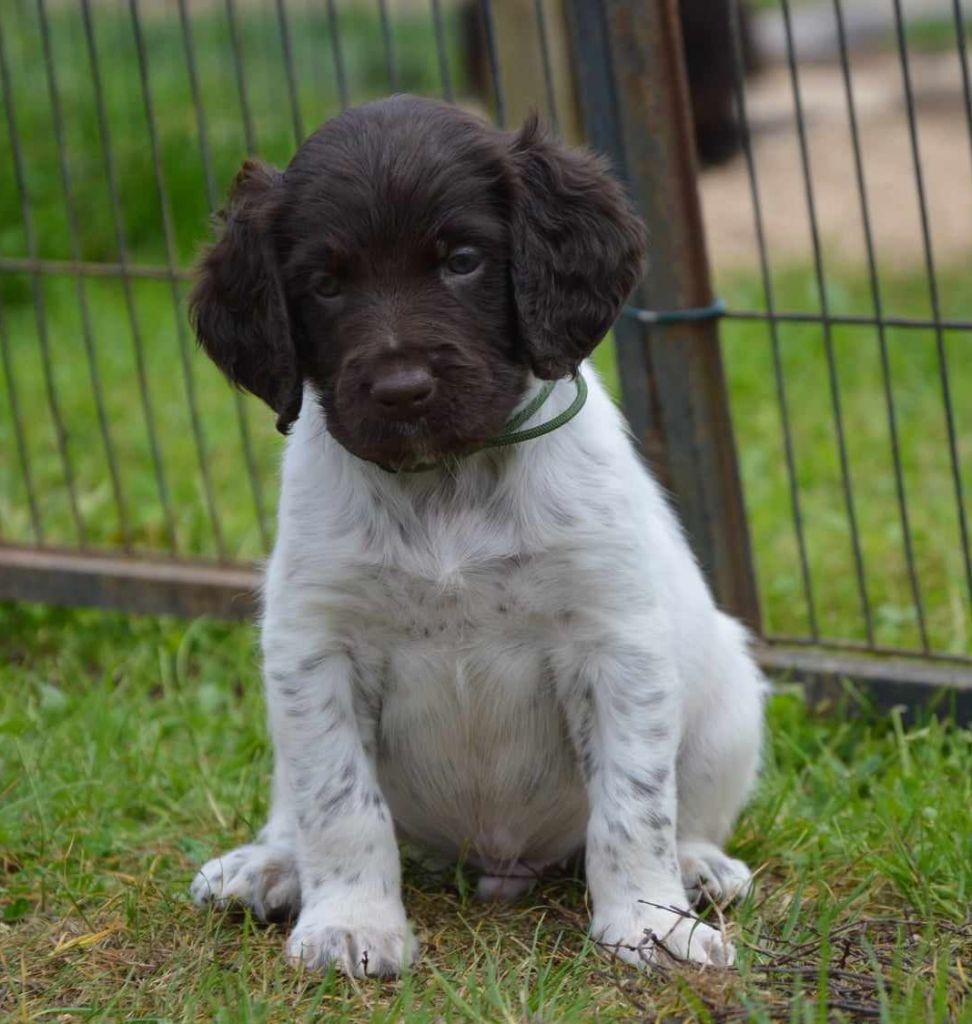 D'une Histoire De Plume - Chiot disponible  - Petit Epagneul de Münster