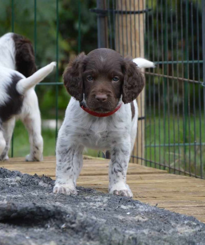 D'une Histoire De Plume - Chiot disponible  - Petit Epagneul de Münster