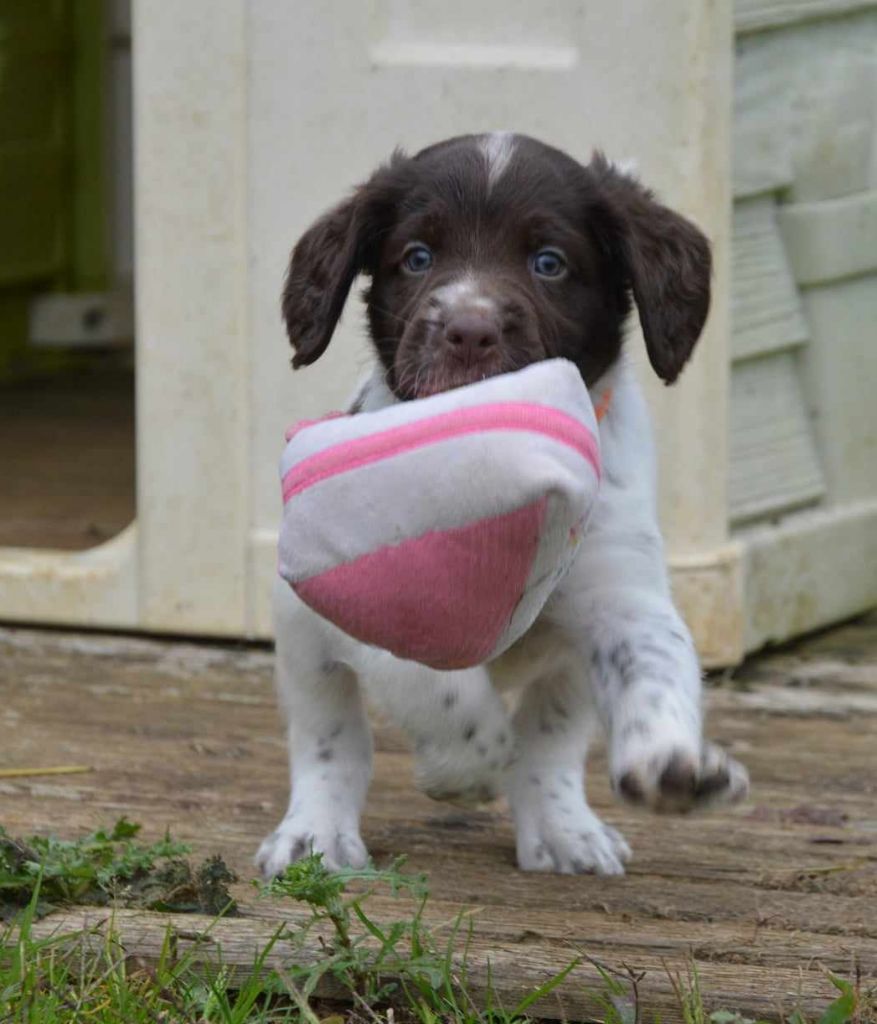 D'une Histoire De Plume - Chiot disponible  - Petit Epagneul de Münster