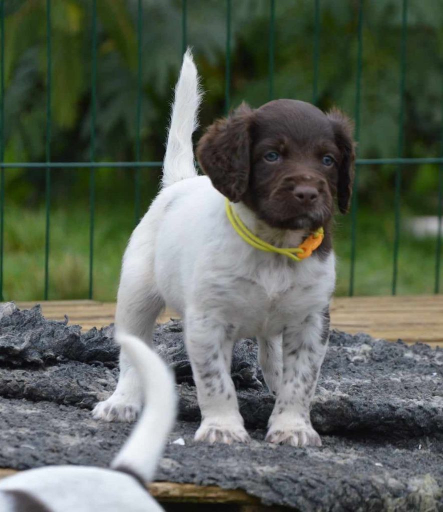 D'une Histoire De Plume - Chiot disponible  - Petit Epagneul de Münster