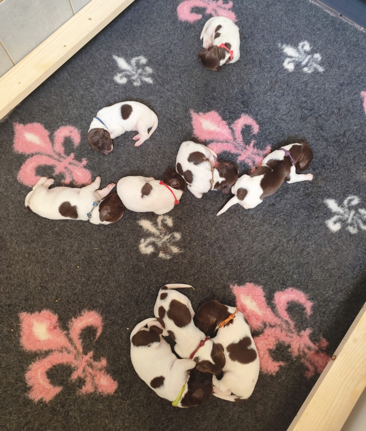 D'une Histoire De Plume - Chiots disponibles - Petit Epagneul de Münster