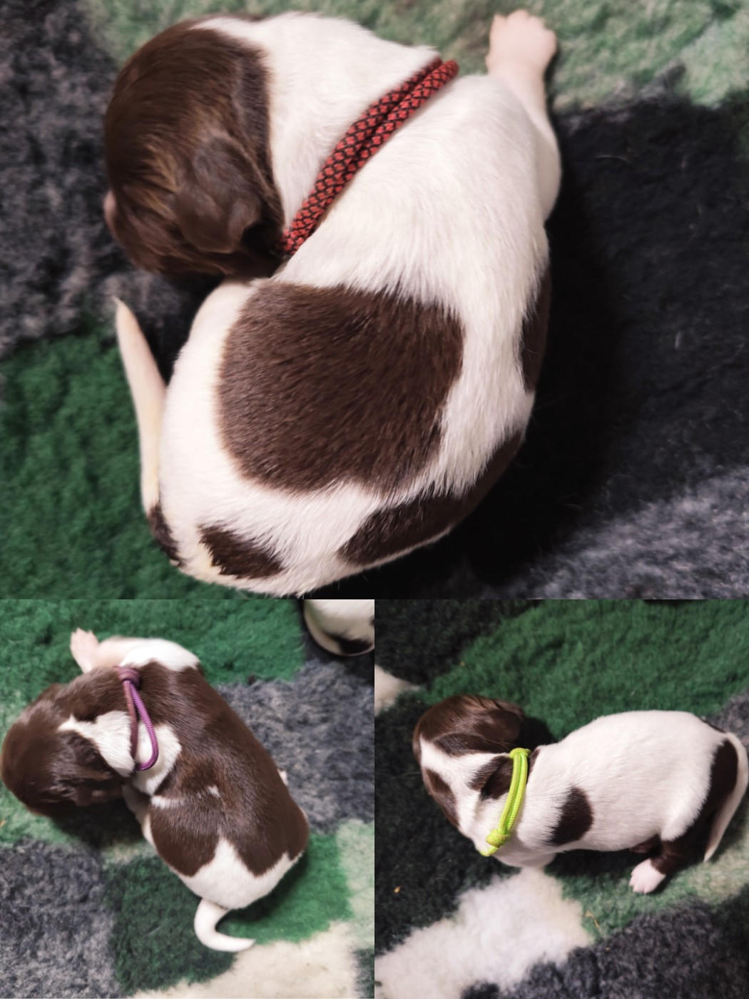 D'une Histoire De Plume - Chiots disponibles - Petit Epagneul de Münster
