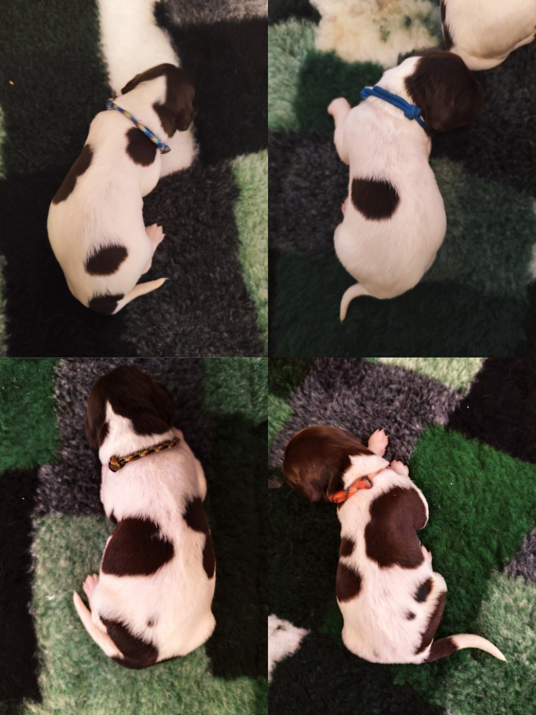 D'une Histoire De Plume - Chiots disponibles - Petit Epagneul de Münster