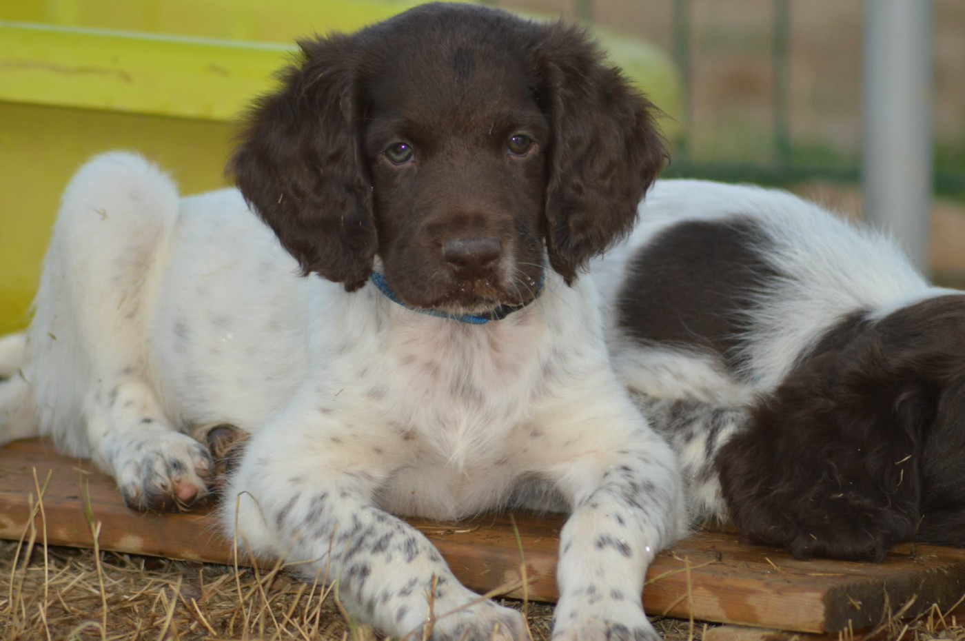 D'une Histoire De Plume - Chiots disponibles - Petit Epagneul de Münster