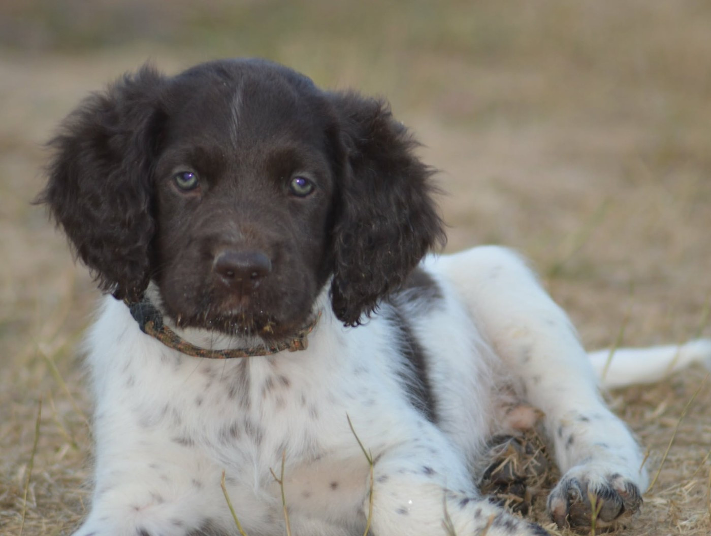 D'une Histoire De Plume - Chiots disponibles - Petit Epagneul de Münster