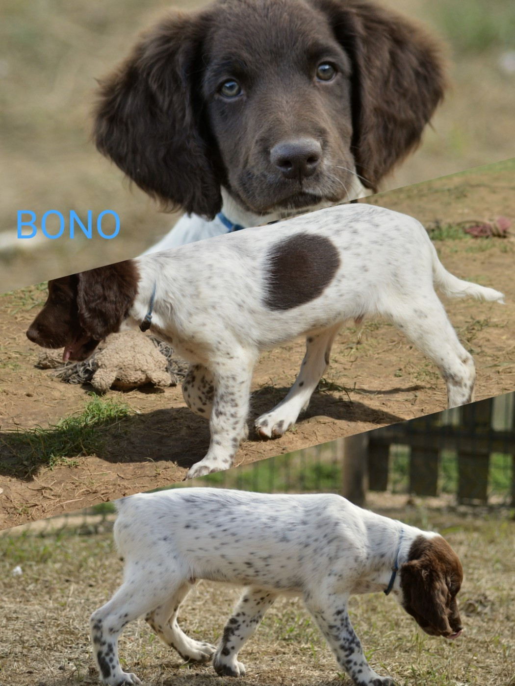 D'une Histoire De Plume - Chiots disponibles - Petit Epagneul de Münster