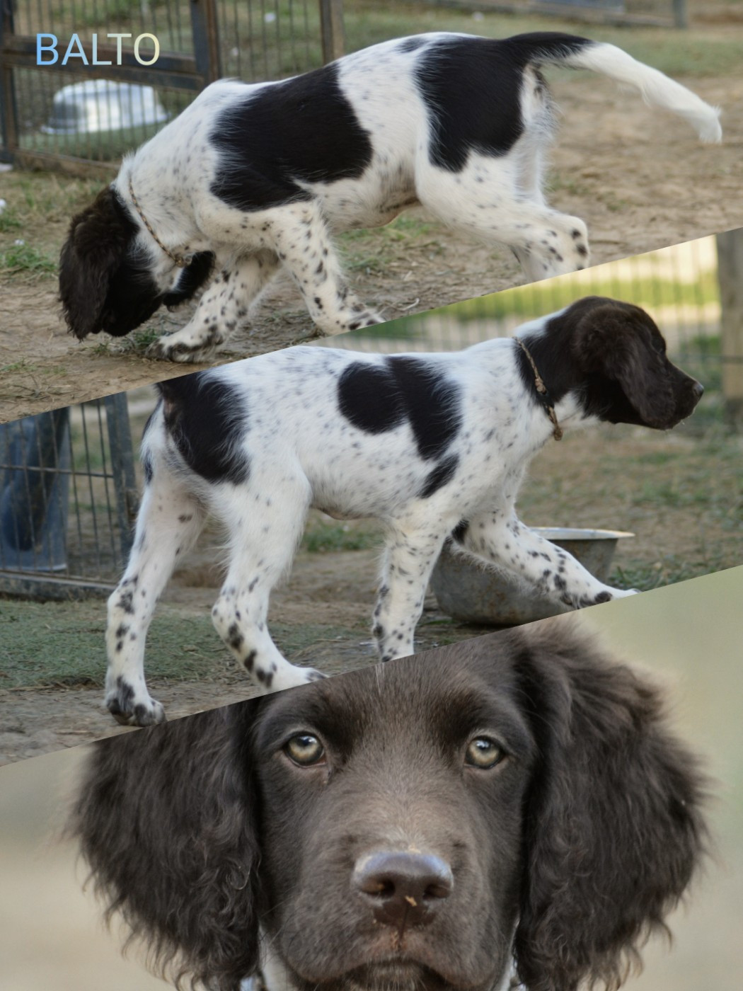 D'une Histoire De Plume - Chiots disponibles - Petit Epagneul de Münster