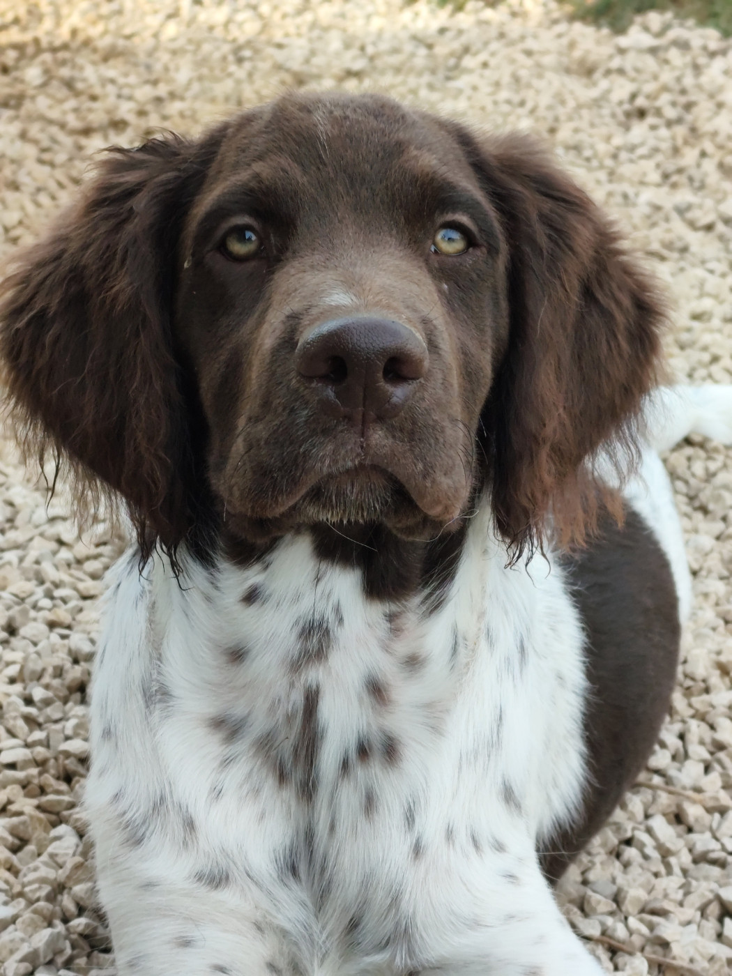 D'une Histoire De Plume - Chiots disponibles - Petit Epagneul de Münster