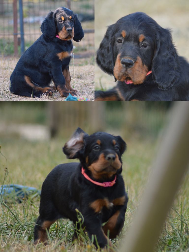 D'une Histoire De Plume - Chiots disponibles - Setter Gordon