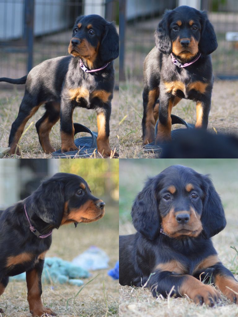 D'une Histoire De Plume - Chiots disponibles - Setter Gordon