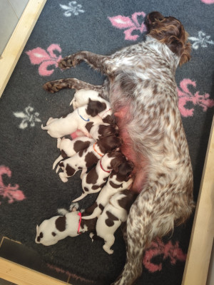CHIOT 1