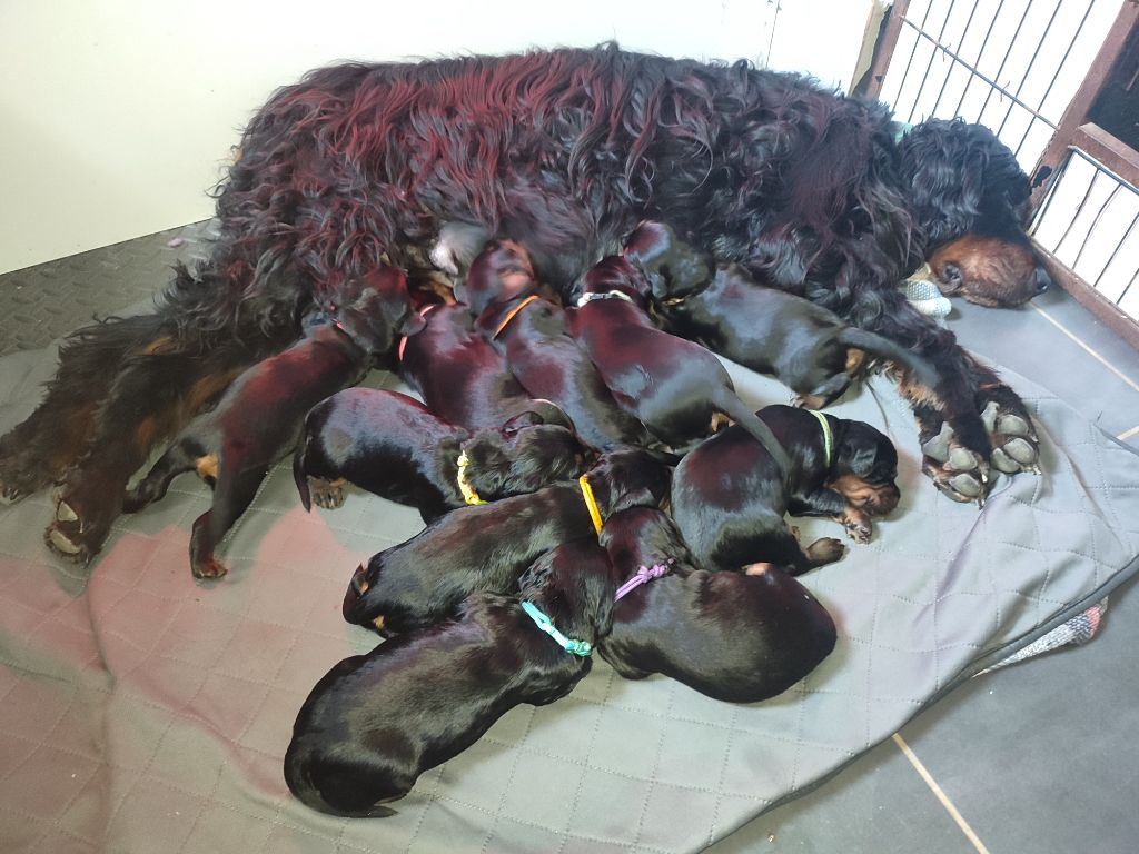 Chiot Setter Gordon D'une Histoire De Plume